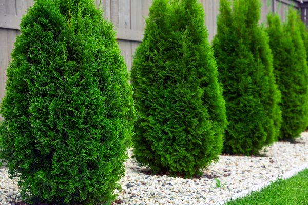 Arborvitae Planting in Redwood City