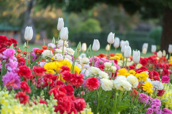 Gardening Service in Redwood City
