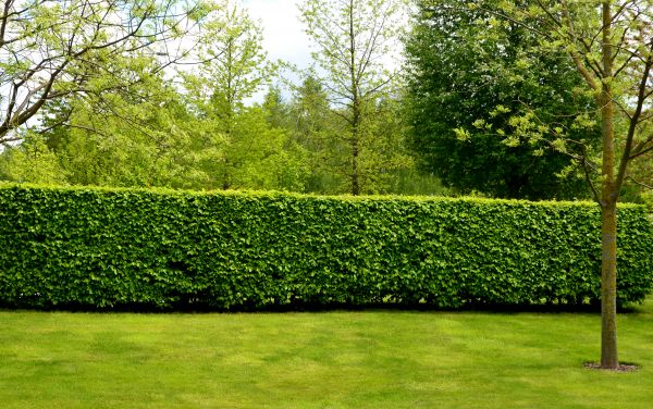 Hedge Planting in Redwood City