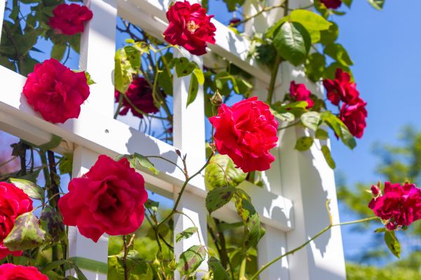 Home Gardening Service in Redwood City