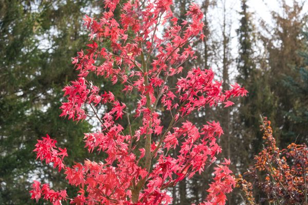 Japanese Maple Planting in Redwood City