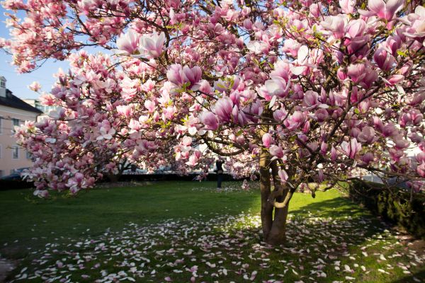 Magnolia Tree Planting in Redwood City