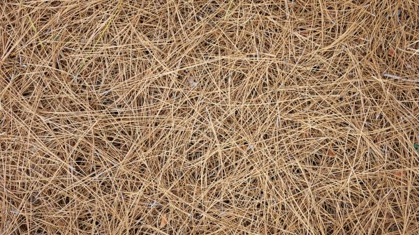 Pine Needles Delivery in Redwood City