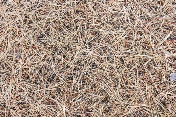 Pine Straw Installation in Redwood City