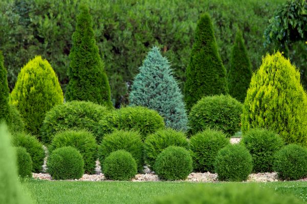 Shrub Replacement in Redwood City