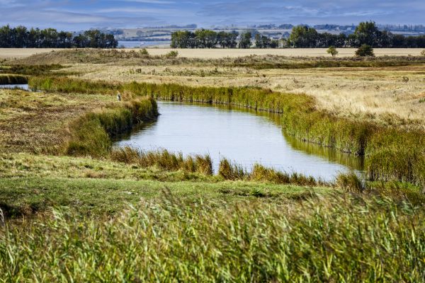 Swale Landscaping in Redwood City