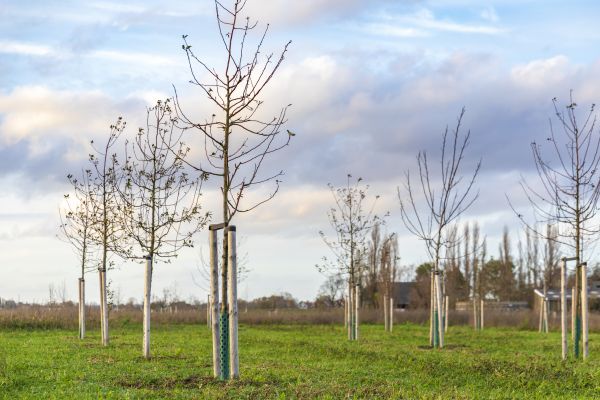 Tree Installation Service in Redwood City