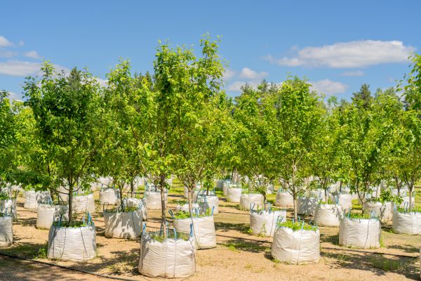 Tree Planting Service in Redwood City