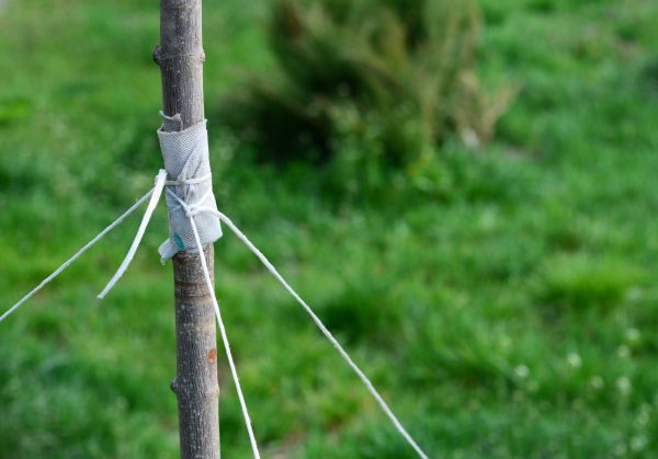 Tree Staking Service in Redwood City