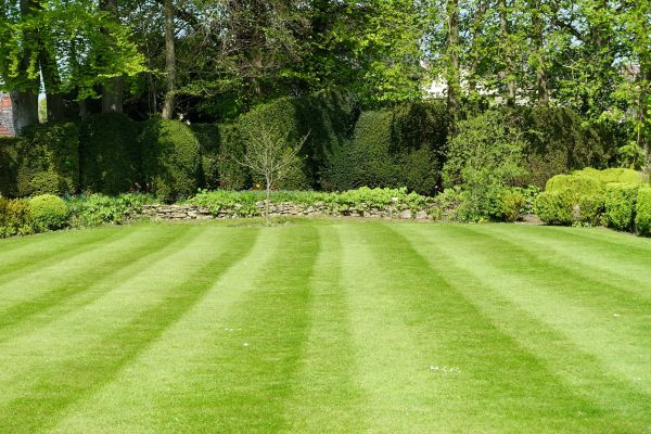 Lawn Renovation in Redwood City