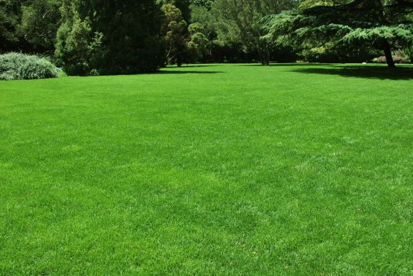 Lawn Landscaping in Redwood City
