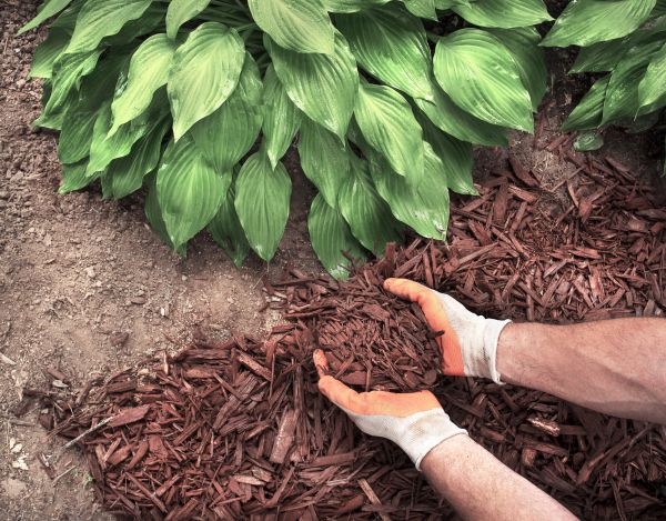 Shredded Mulch Service in Redwood City