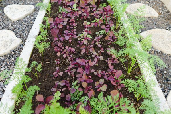 Edging Installation in Redwood City