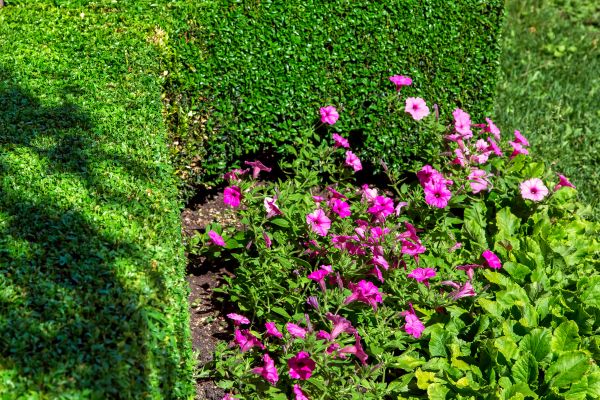 Softscaping Service in Redwood City