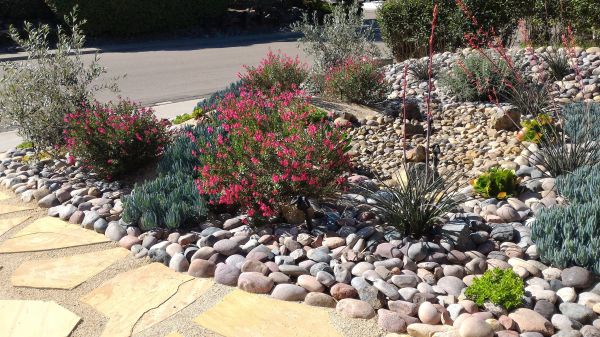 Xeriscape Landscaping in Redwood City