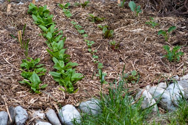 Mulch Service in Redwood City