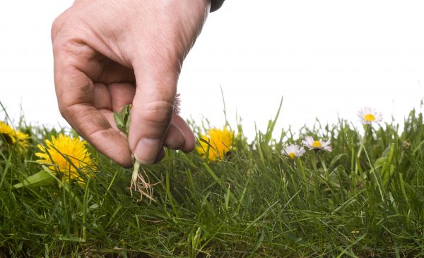 Lawn Weeding in Redwood City