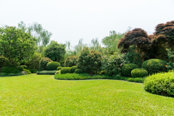 Tree Landscaping in Redwood City