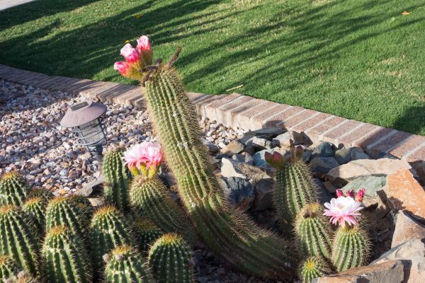Desert Landscaping in Redwood City