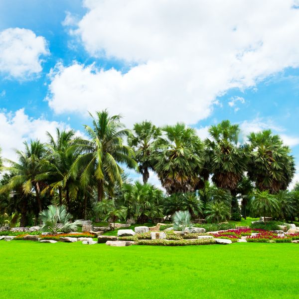 Tropical Landscaping in Redwood City