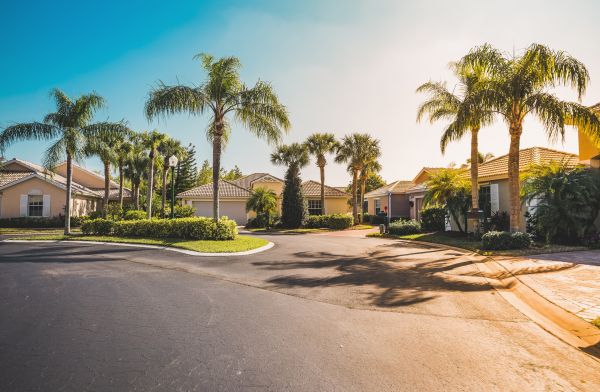 Palm Tree Landscaping in Redwood City