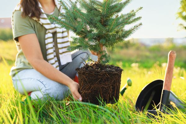 Spruce Tree Planting in Redwood City