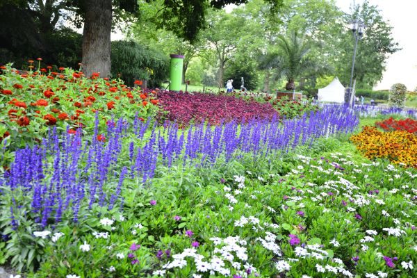 Perennials Planting in Redwood City