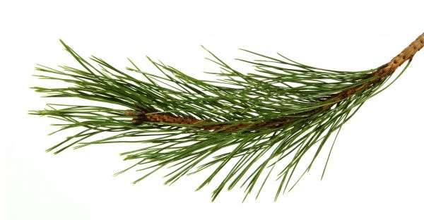 Pine Needles Installation in Redwood City