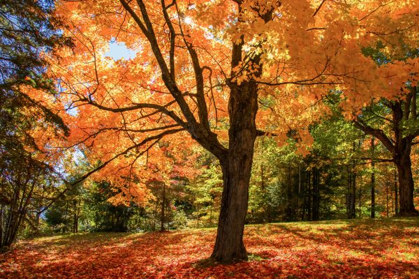 Maple Tree Planting in Redwood City