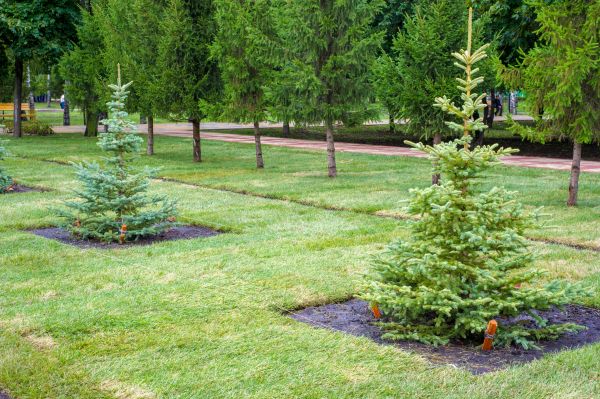 Privacy Trees Planting in Redwood City