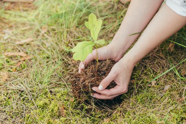 Oak Tree Planting in Redwood City