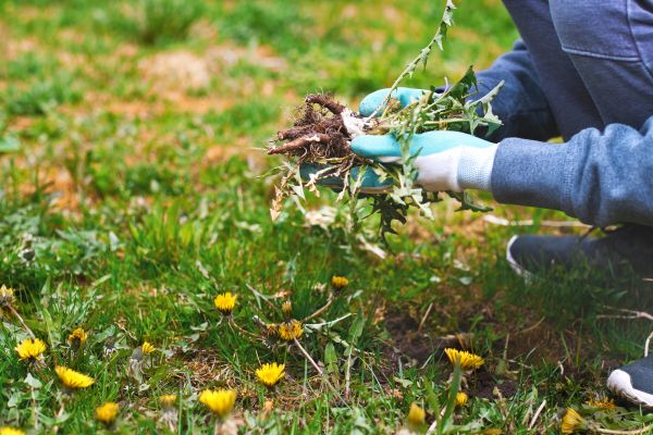 Flower Bed Clearing in Redwood City