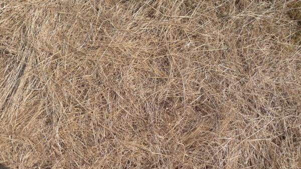 Pine Straw Replacement in Redwood City