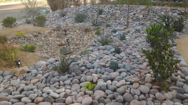 Yard Xeriscaping in Redwood City