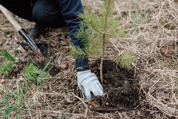 Pine Tree Planting in Redwood City