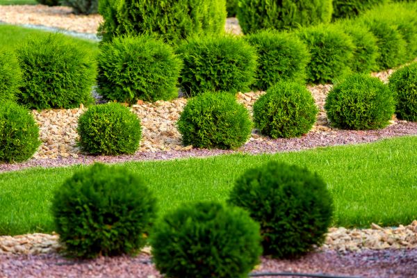 Bush Replacement in Redwood City