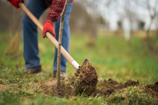 Trees Planting in Redwood City