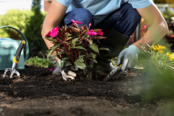 Plant Replacement in Redwood City