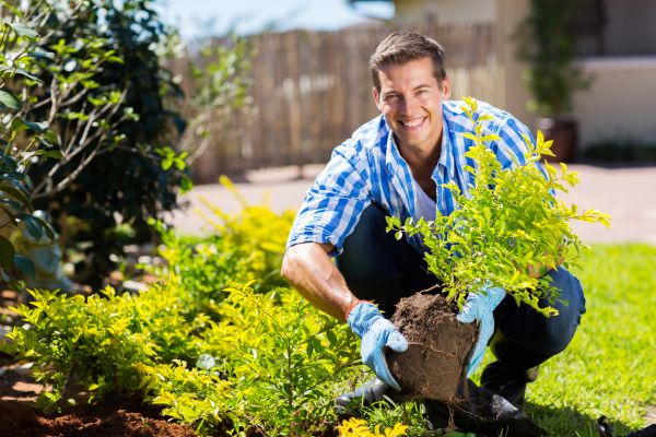Shrub Landscaping in Redwood City
