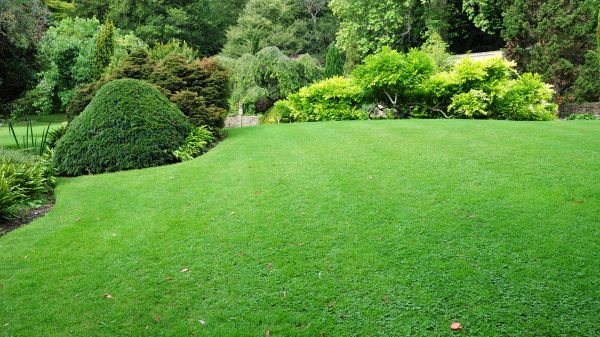 Commercial Landscape Design in Redwood City