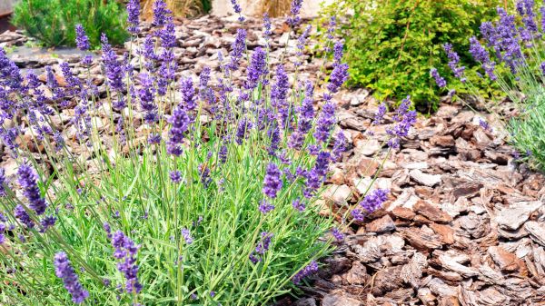 Pine Bark Landscaping in Redwood City