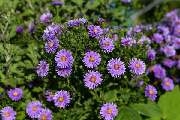 Perennial Flower Planting in Redwood City