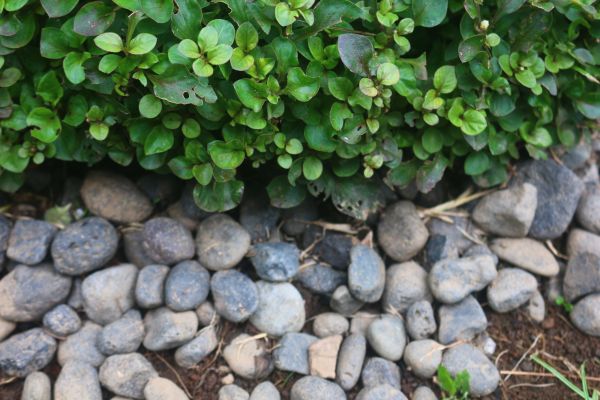 River Stone Installation in Redwood City