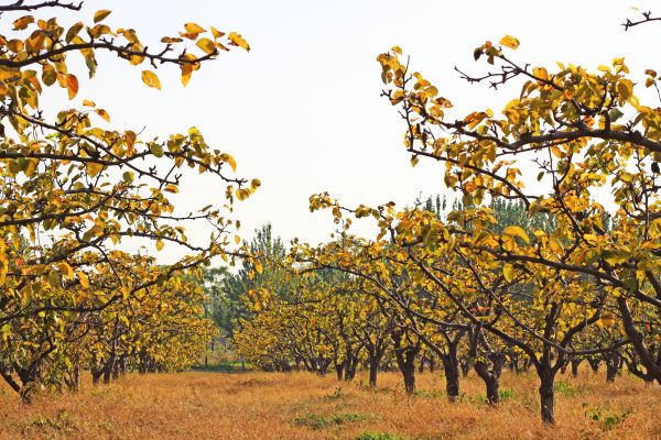 Pear Tree Planting in Redwood City