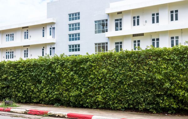 Privacy Landscaping in Redwood City