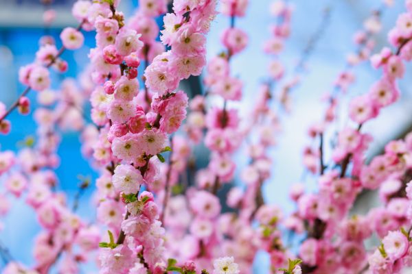 Japanese Cherry Tree Planting in Redwood City