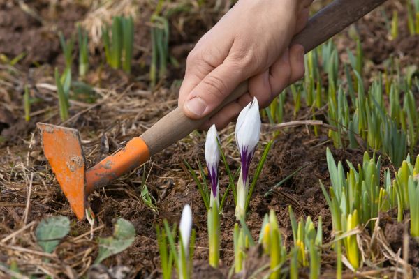 Flower Garden Weeding in Redwood City