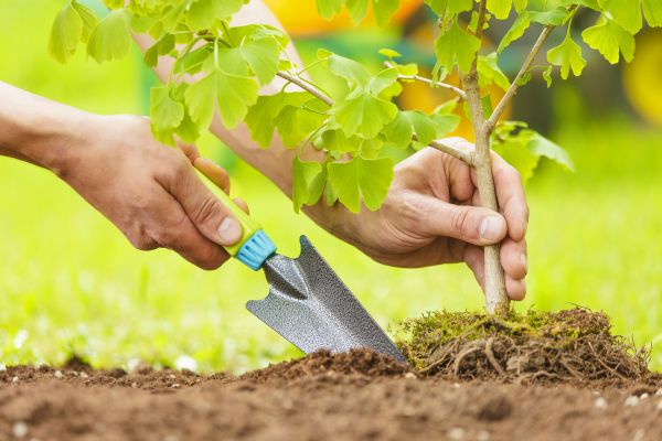 Fruit Tree Planting in Redwood City