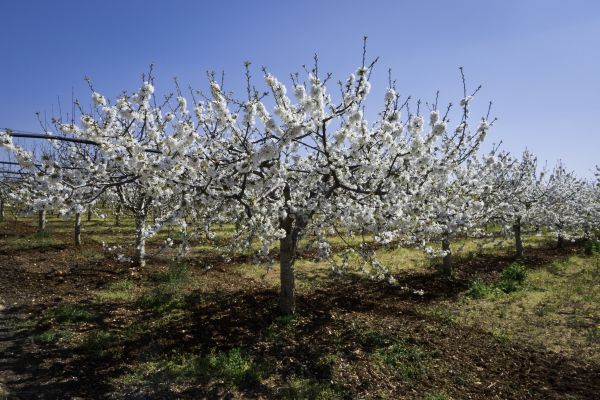Orchard Planting in Redwood City