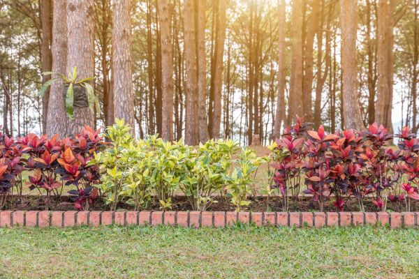 Small Garden Landscaping in Redwood City